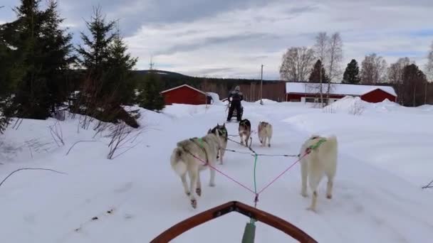 Siberian Husky Dogs Dragging Sledge Forest Road Beautiful Sunny Day — Stock Video