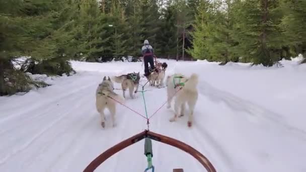 Alaskan Husky Cani Stanno Trascinando Slitta Attraverso Strada Forestale Con — Video Stock