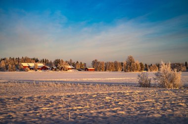 Gün ışığı ve ufukta mavi gökyüzünün altında çam ağaçlarıyla çevrili küçük ahşap kulübeyle sakin bir kış bulutu.
