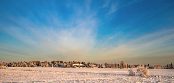 Une Vue Horizon Spectaculaire Paysage Hivernal Avec Des Pins Enneigés — Photo