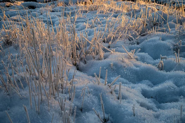 Мирный Зимний Закат Замерзшего Моря Травой Время Рождества — стоковое фото