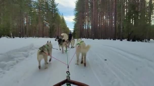 Μια Ομάδα Husky Σκυλιά Τραβώντας Ένα Έλκηθρο Μέσα Από Υπέροχο — Αρχείο Βίντεο