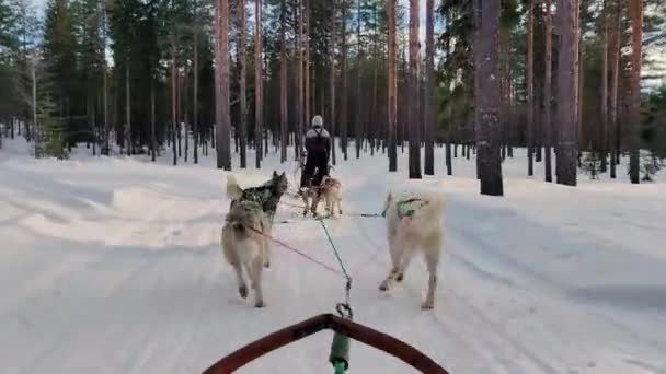 Een Groep Husky Honden Trekt Een Slee Door Het Prachtige — Stockvideo