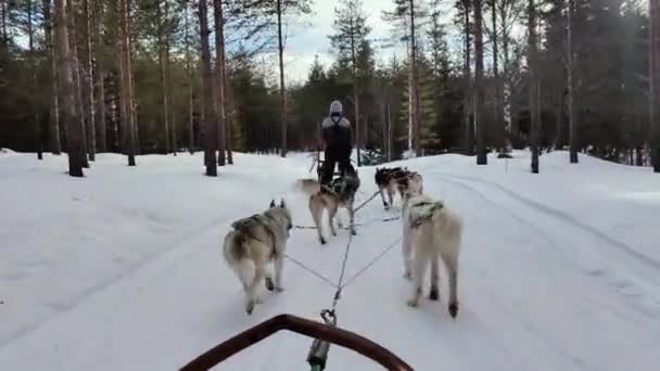 Grupo Perros Husky Tirando Trineo Través Del Maravilloso Camino Nieve — Vídeos de Stock