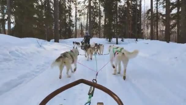 Kış Boyunca Sakin Kar Yolunda Kızak Çeken Bir Grup Köpeğin — Stok video