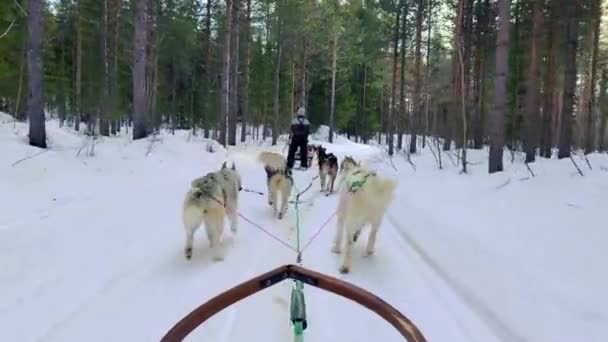 Metraje Grupo Perros Husky Arrastrando Trineo Madera Través Del Maravilloso — Vídeos de Stock