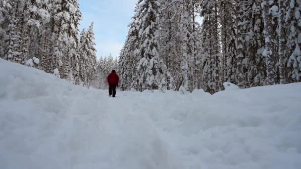 Donna Attiva Inverno Vestiti Escursionismo Attraverso Pista Coperta Pino Giovane — Video Stock