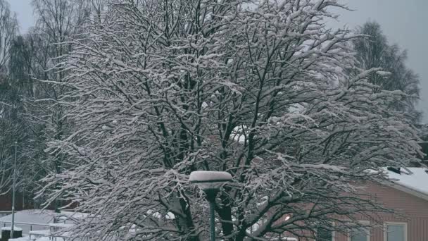 Nagranie Śniegu Spadającego Gałęzie Gałęzi Drzew Śnieg Spada Pokrytego Lodem — Wideo stockowe