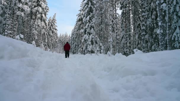 Donna Attiva Inverno Vestiti Escursionismo Attraverso Pista Coperta Pini Giovane — Video Stock