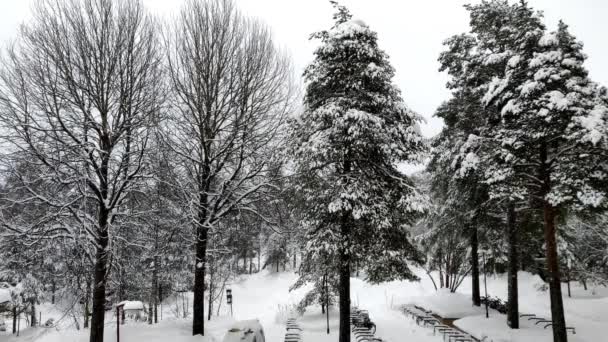 Powolne Opady Śniegu Pokrytym Śniegiem Drzewie Lasu Otoczonym Sosnami Podczas — Wideo stockowe