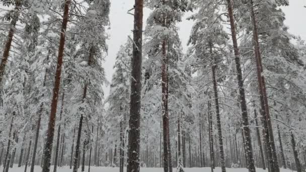 Медленный Снегопад Заснеженном Дереве Леса Окруженный Соснами Время Рождественских Праздников — стоковое видео