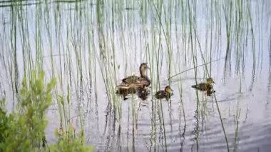 Ördekli Ördekler Yaz Parkı 'nda Havuzda Yüzüyor. 4K video. Hayvanlar ve Vahşi Yaşam Konsepti. Parktaki gölette ördeklerin yakın çekimi. Vahşi ördekler göle yansıyor.