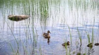 Ördekli Ördekler Yaz Parkı 'nda Havuzda Yüzüyor. 4K video. Hayvanlar ve Vahşi Yaşam Konsepti. Parktaki gölette ördeklerin yakın çekimi. Vahşi ördekler göle yansıyor.