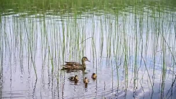 Pato Con Patitos Flotando Estanque Parque Verano Vídeo Animals Wildlife — Vídeo de stock