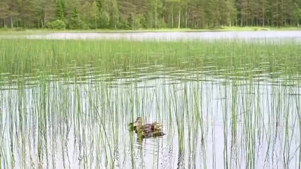 Duck Ducklings Floating Pond Summer Park Video Zvířata Divoká Zvěř — Stock video