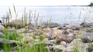 Doğal çayır otları, deniz kenarından esen rüzgârla yavaşça savruluyordu. Güzel yeşil sallanan çimen alanı rahatlatıcı ve romantiktir. Rüzgâr esintisi boyunca sallanıyor. Yeşil çevre kavramı.