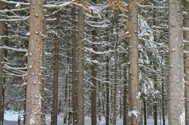 Kar yığınlarındaki karlarla kaplı ağaçların sakin manzarası. Büyülü kış ormanı. Güzel gökyüzü olan doğal manzara. Gezegenin yeniden canlanması..