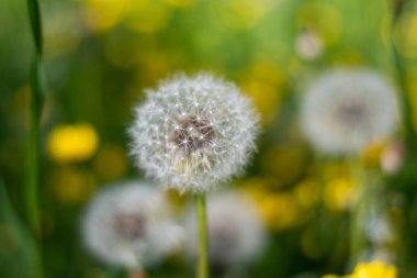 Güneşin altındaki karahindiba taze, yeşil bir sabah arka planında. Yumuşak odaklı yeşil arkaplan. Güzel arkaplan, yakın plan.