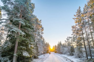 Karlarla kaplı ağaçların sakin manzarası kar yığınları ve güzel günbatımı. Siyah ceketli güzel bir kadın Sihirli Kış Ormanı 'nda yürüyor. Kış manzarası.