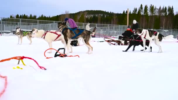 Umea Švédsko Února 2021 Lidé Užívají Psí Sáně Sněhu Zamračeném — Stock video