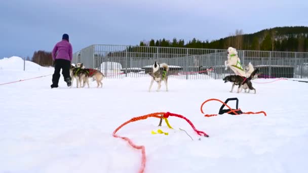 Umea Sweden February 2021 People Enjoying Dog Sledge Snow Cloudy — Stock Video