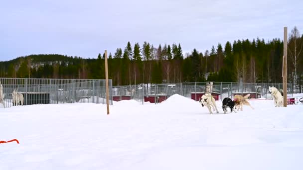Umea Suécia Fevereiro 2021 Pessoas Estão Desfrutando Trenó Cachorro Neve — Vídeo de Stock