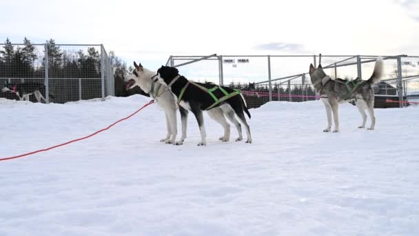 狗的皮带绑在地上 而狗则站在雪橇旁边的雪地里 它们都享受着大自然的冬日 — 图库视频影像