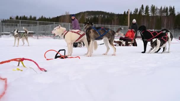 Umea Sverige Februar 2021 Folk Nyder Hundeslæde Sne Overskyet Dag – Stock-video