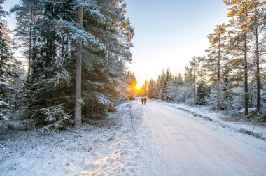 Karlarla kaplı ağaçların sakin manzarası kar yığınları ve güzel günbatımı. Siyah ceketli güzel bir kadın Sihirli Kış Ormanı 'nda yürüyor. Kış manzarası.