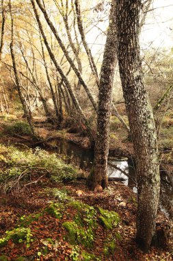 Ağaçları görebileceğin bir ormanın parçası ve ağaçların arasından süzülen güneş ışığıyla yıkanmış bir dere.