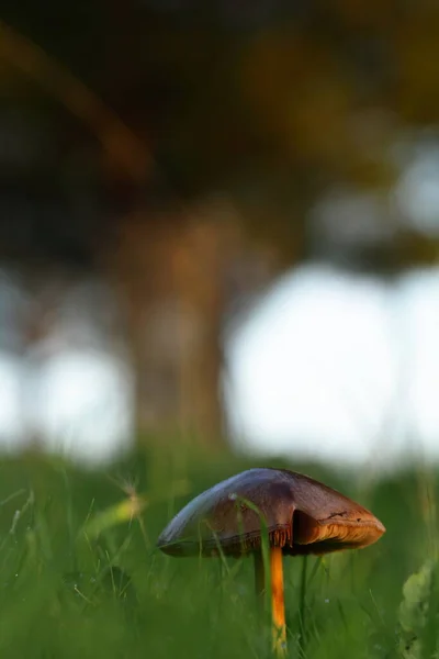A mushroom seen in the foreground and in the blurred background you can see the silhouette of a tree