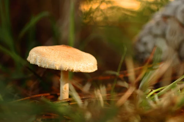 Geelachtige Paddenstoel Gelegen Buurt Van Een Boomstam Een Rondsel Wordt — Stockfoto