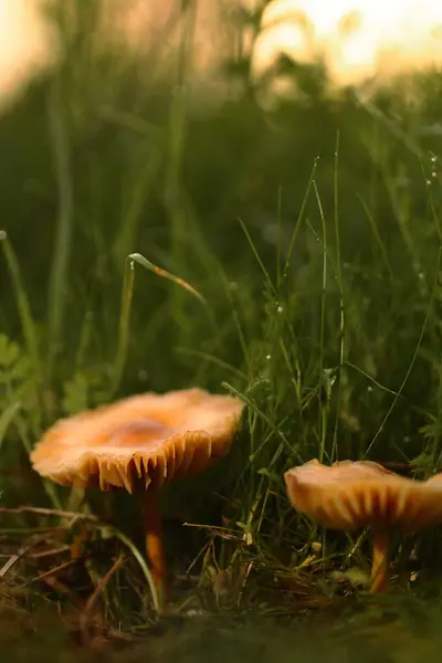 Twee Champignons Grond Met Hoed Uitgerekt Convex — Stockfoto