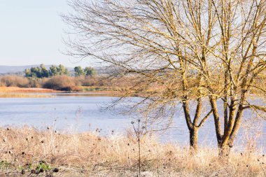 Küçük bir barajın kıyısında sonbaharın gelmesiyle yaprakları dökülen ağaçları görebilirsiniz.