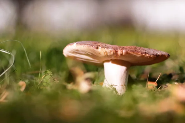 Een Witte Niscalo Die Naar Buiten Gekomen Buurt Van Een — Stockfoto