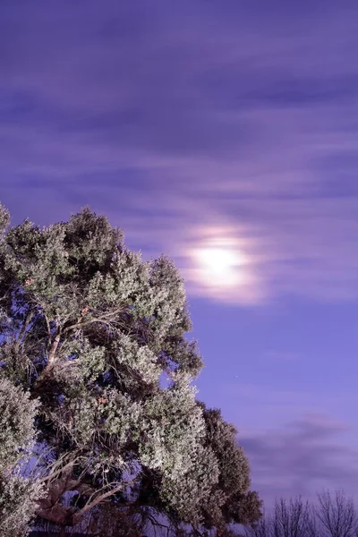 Lune Entre Les Nuages Arbre Illuminé Est Également Observée Premier — Photo