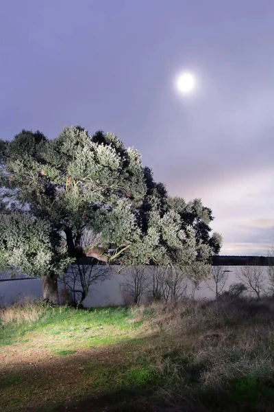 Ein Baum Der Nacht Neben Einem Stausee Und Der Mond — Stockfoto