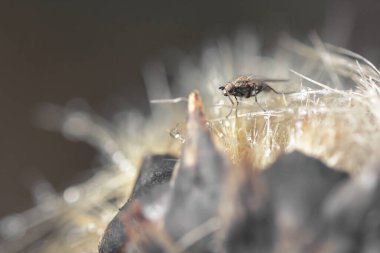 Üzerinde çiy damlalarının görüldüğü bir bitkinin üzerine tünemiş asalak sığır böceği.
