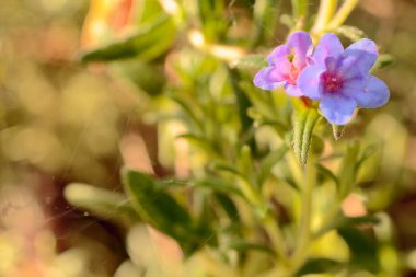 Odaklanamayan arka planda gün ışığında yabani çiçekler