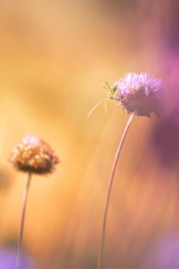 Bora ve arka planda bir cırcır böceği.