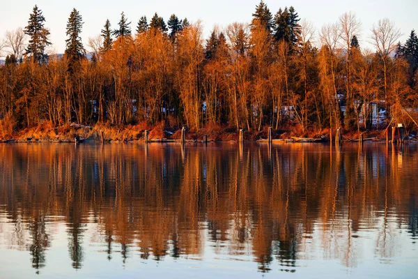 Ξανθά Δέντρα Αντανακλούν Στο Ποτάμι Κατά Διάρκεια Του Χειμερινού Ηλιοβασιλέματος — Φωτογραφία Αρχείου