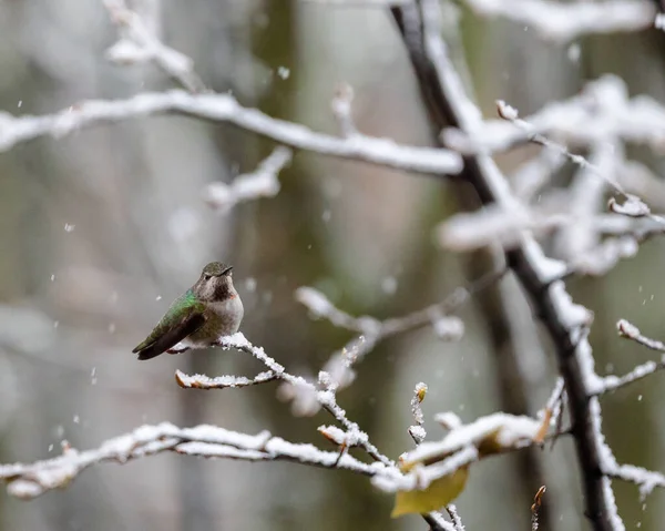 Annas Kolibri Thront Auf Einem Schneebedeckten Ast — Stockfoto