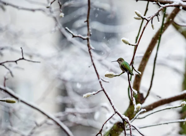 Seitenansicht Von Annas Kolibri Auf Schneebedecktem Ast lizenzfreie Stockbilder