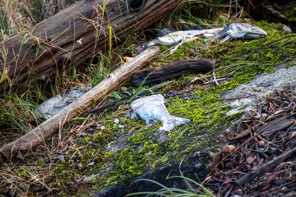 Peixe Morto Por Terra Pântano Dezembro — Fotografia de Stock