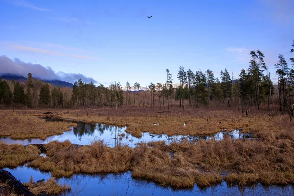 Våtmarker Vintern Decembereftermiddag — Stockfoto