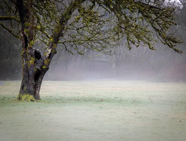 早朝霧の中の木と道 ロイヤリティフリーのストック画像