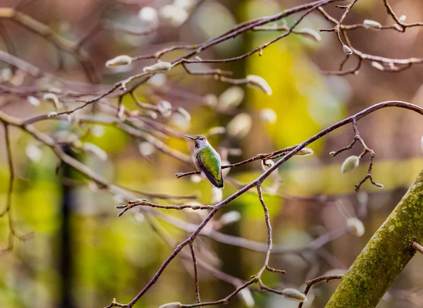 Schöne Annas Kolibri Calypte Anna Hockt Einem Sonnigen Spätwintertag Auf — Stockfoto