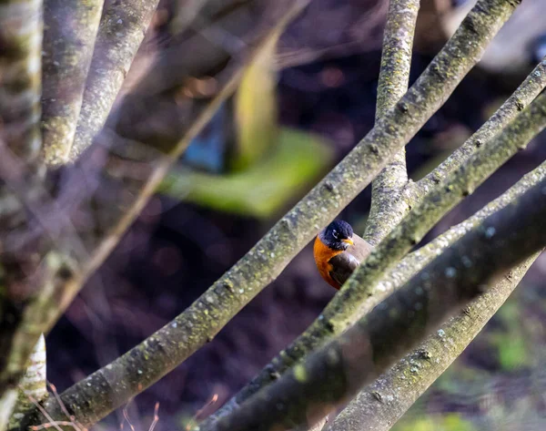 Closeup Robin Americano Turdus Migratorius Entre Galhos Árvores — Fotografia de Stock
