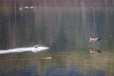 Kanada kazları göle iniyor