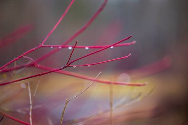 Kızıl kış çalılarının üzerindeki çiy damlalarını kapatın.